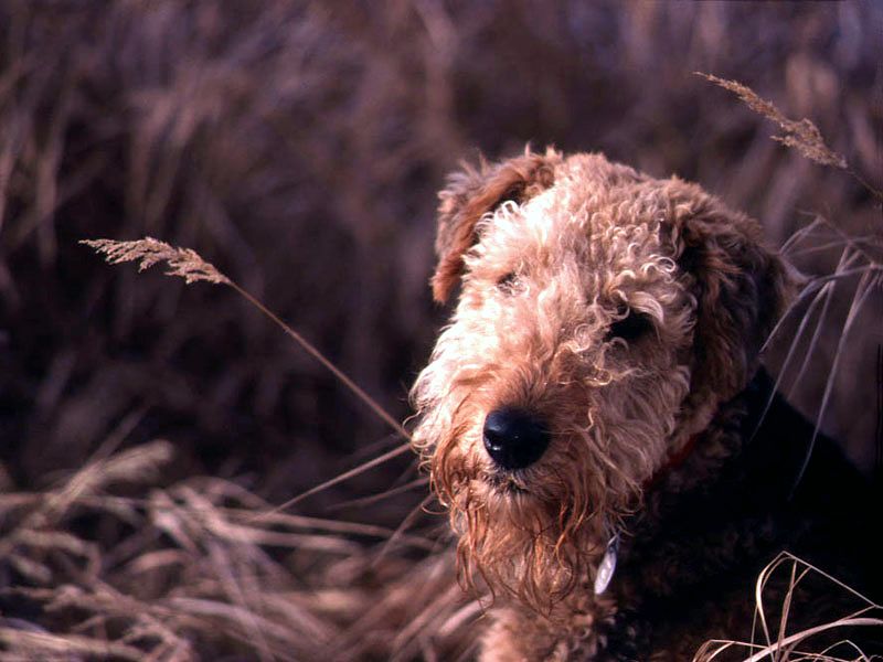 Airedale Terrier in the Field